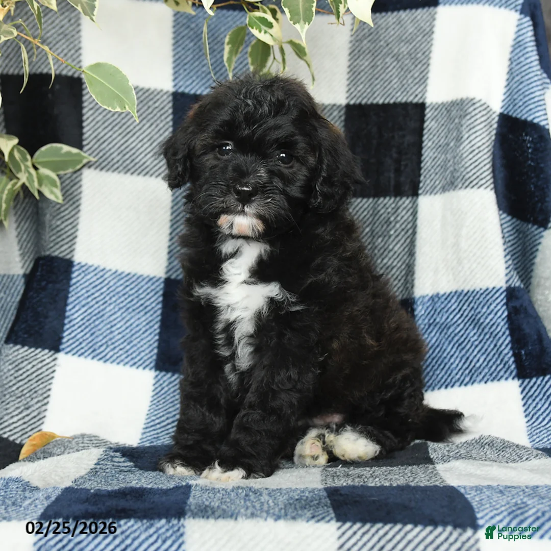 Mixed Breed dogs for sale: River - Ad 1