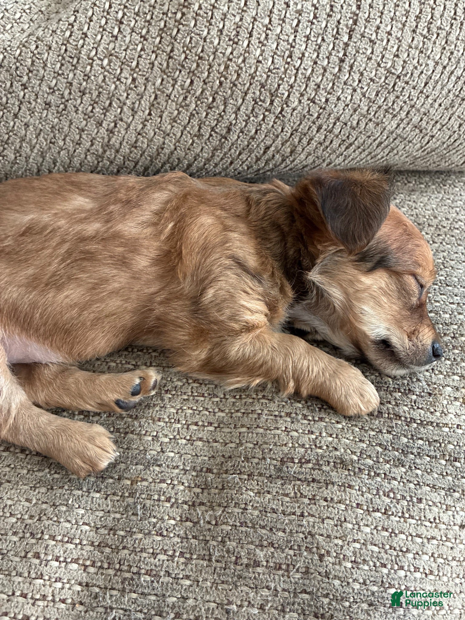 Mixed Breed dogs Eliza aka Za - Ad 3