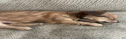 Mixed Breed dogs for sale: Eliza aka Za - Ad 1