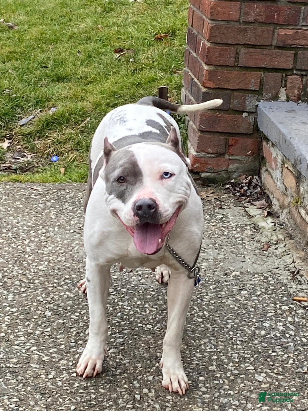 American Staffordshire Terrier dogs for sale: American Staffordshire Terrier 1 - Ad 2