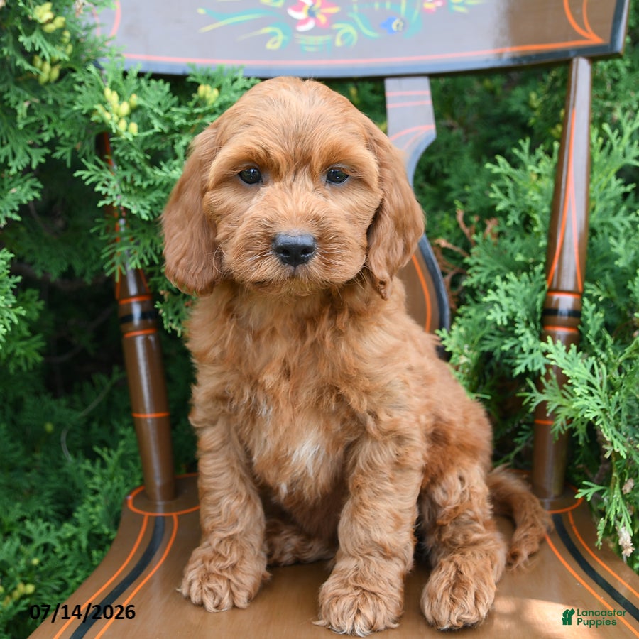 Cockapoo dogs Scout - Ad 2