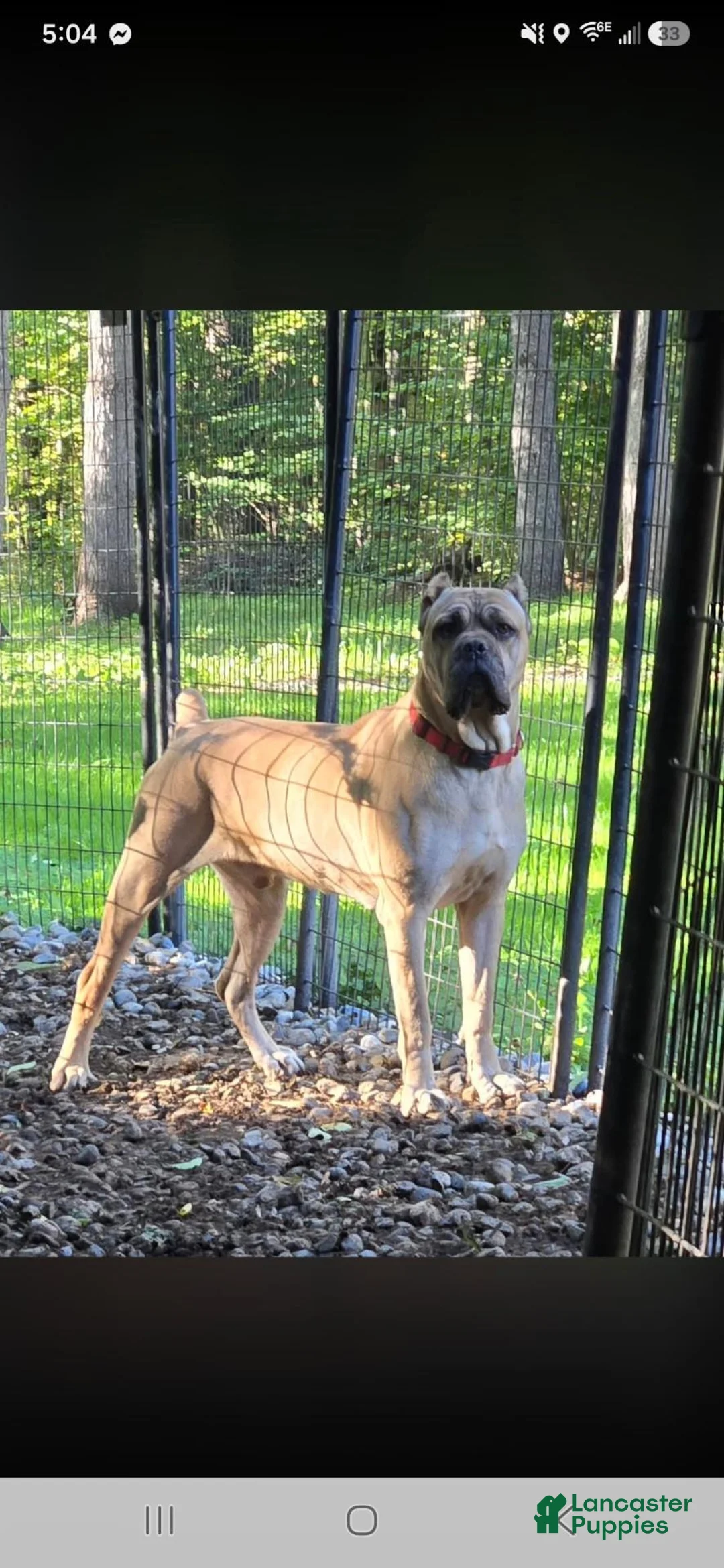 Cane Corso dogs for sale: Comanche  - Ad 7