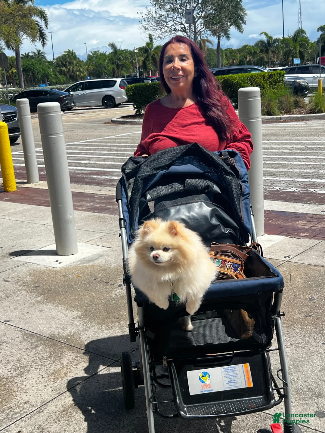 Pomeranian dogs for sale: Princess  - Ad 9