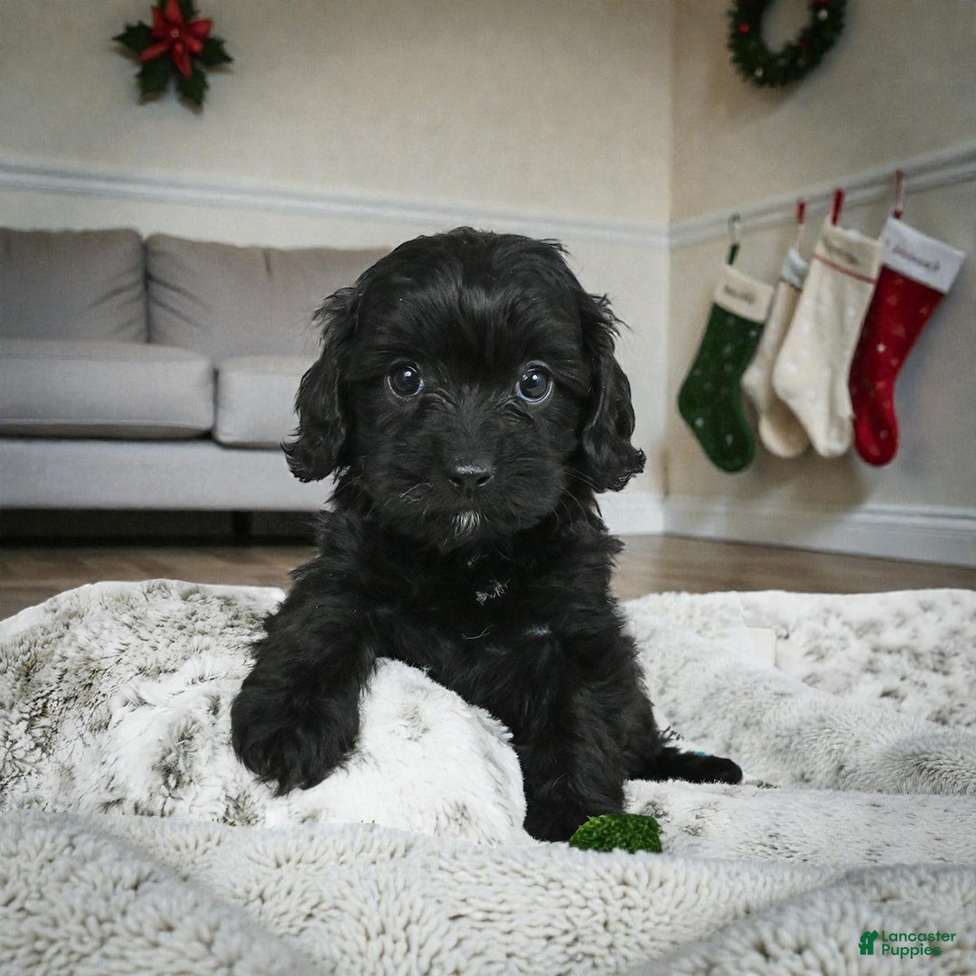 Cavapoo dogs for sale: ADDIE - Ad 5