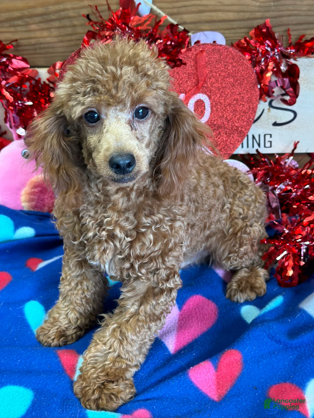 Toy Poodle dogs for sale: Adam - Ad 1