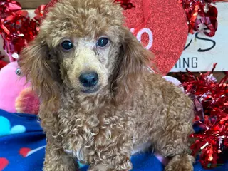 Toy Poodle dogs Adam - Ad 30