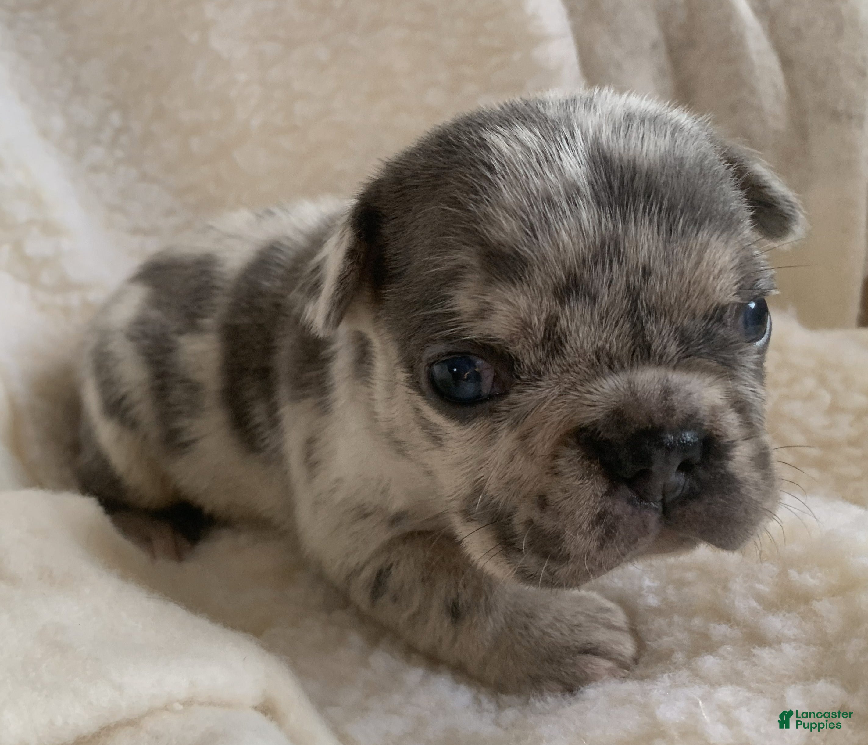 French Bulldog dogs Theo - Ad 33