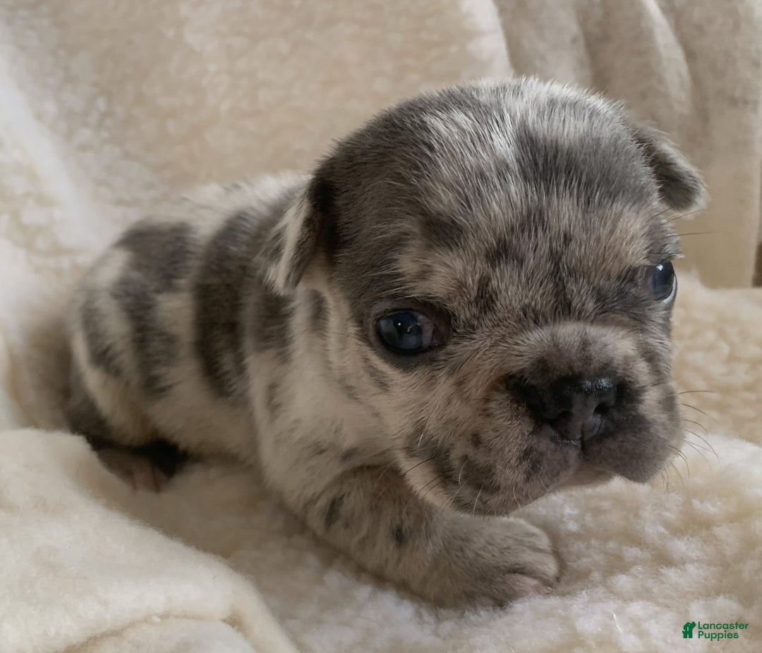 French Bulldog dogs for sale: Theo - Ad 1