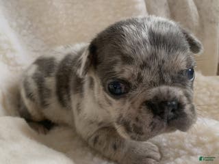 French Bulldog dogs Theo - Ad 33