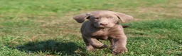 Labrador Retriever dogs for sale: Brick - Ad 4