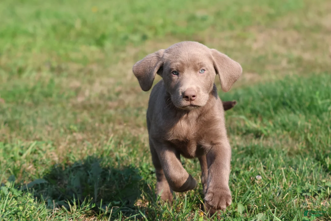 Labrador Retriever dogs for sale: Brick - Ad 4
