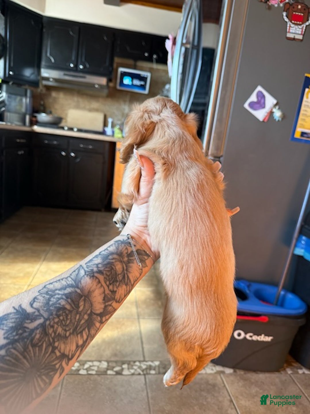 Miniature Dachshund dogs for sale: Niko - Ad 2