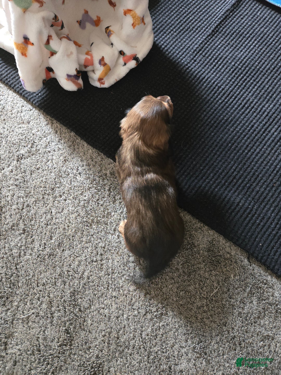 Dachshund dogs for sale: Waffles - Ad 2