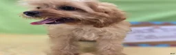 Cavapoo dogs for sale: Miles - Ad 12