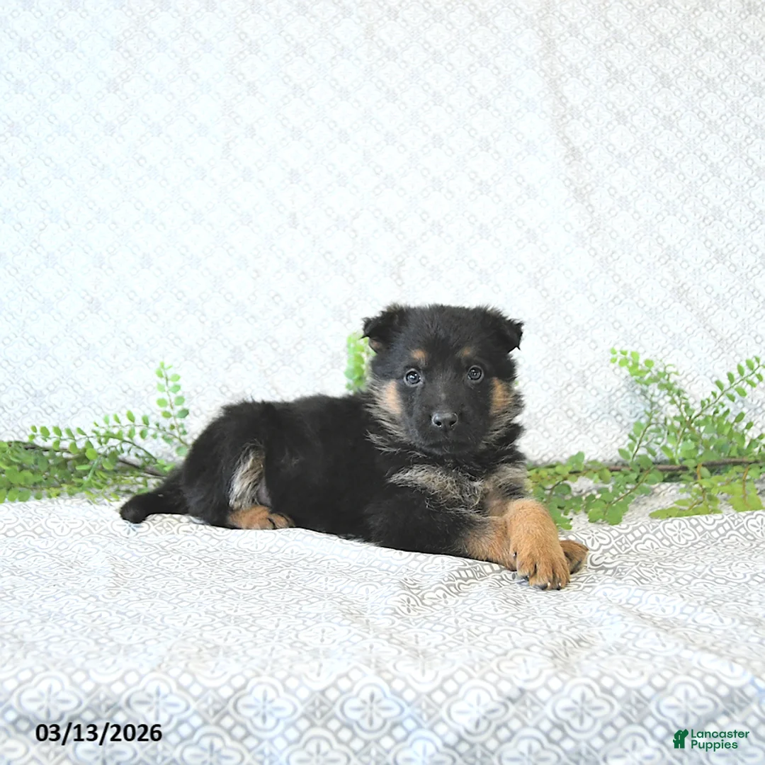 German Shepherd dogs for sale: Zeus - Ad 1