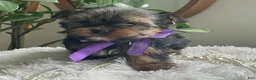 Yorkshire Terrier dogs for sale: Tucker - Ad 28