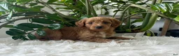 Mini Goldendoodle dogs for sale: Amber  - Ad 2