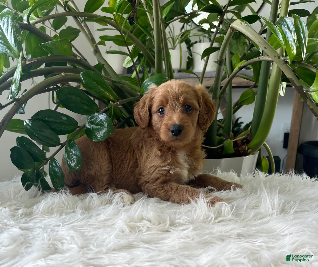 Mini Goldendoodle dogs for sale: Amber  - Ad 2