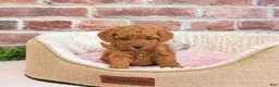 Cavapoo dogs for sale: Sugar - Ad 6