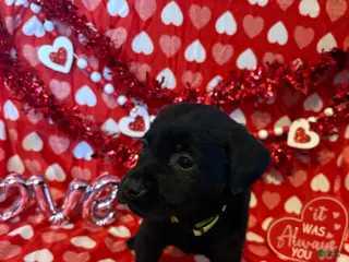 Labrador Retriever dogs Memphis - Ad 17