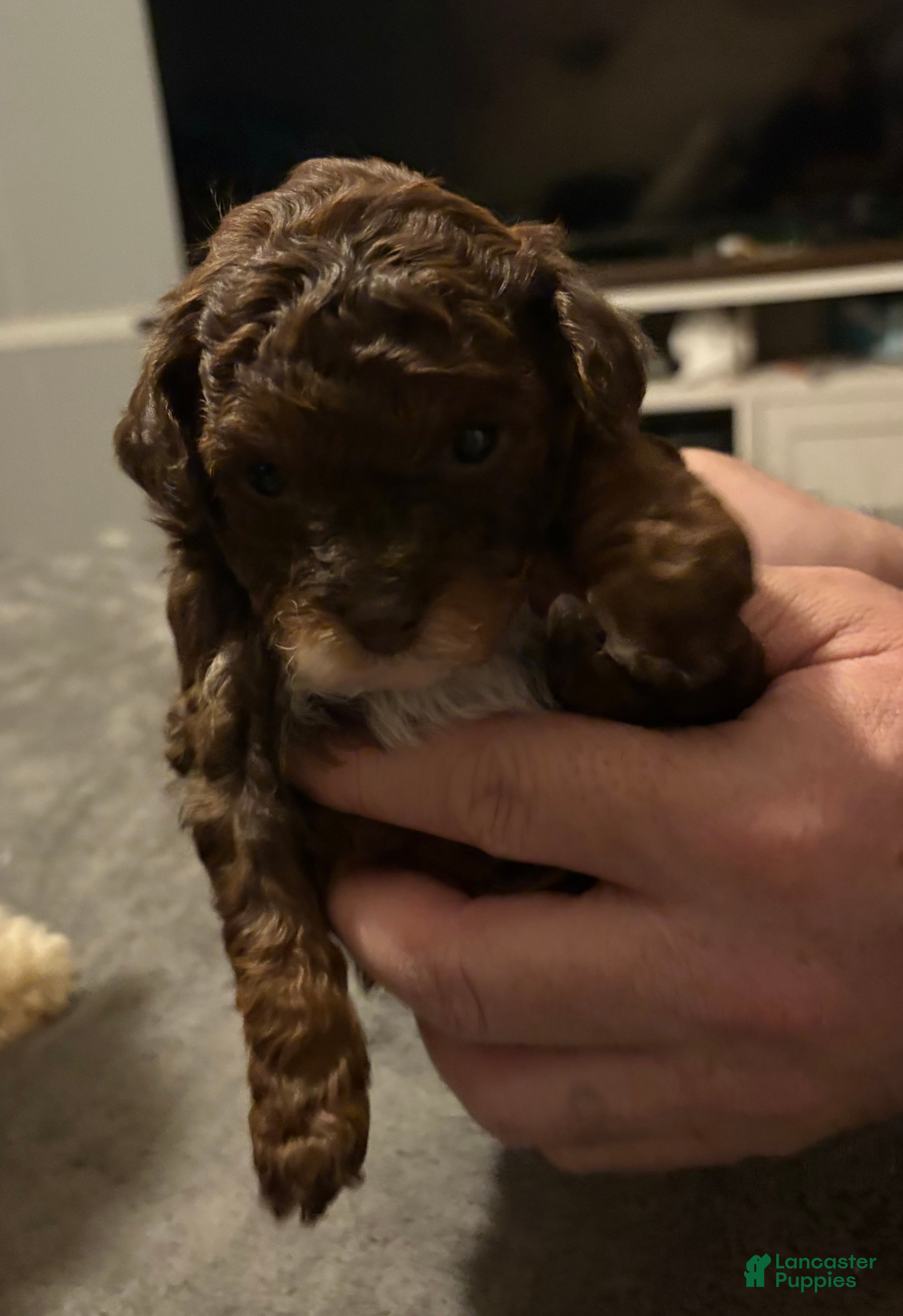 Toy Poodle dogs Chocolate  - Ad 22