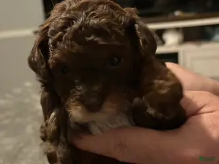 Toy Poodle dogs Chocolate - Ad 22