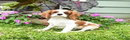 Cavalier King Charles Spaniel dogs for sale: Braden - Ad 1