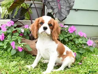 Cavalier King Charles Spaniel dogs Braden - Ad 1