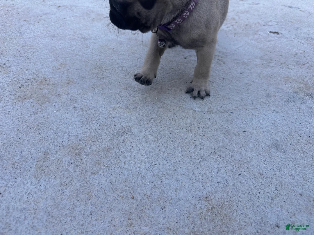 Pug dogs for sale: Pug Puppy 4 purple - Ad 2