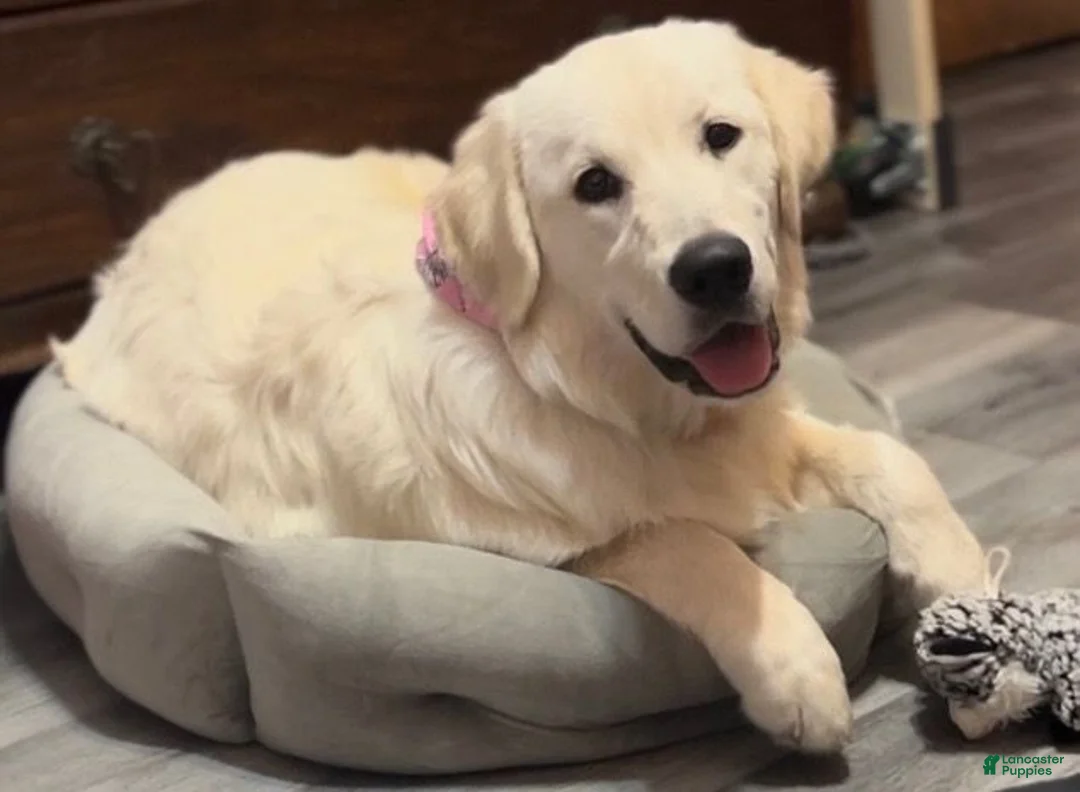 Golden Retriever dogs for sale: Max - Ad 4