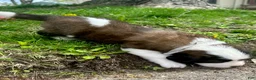Saint Bernard dogs for sale: Reign - Ad 2