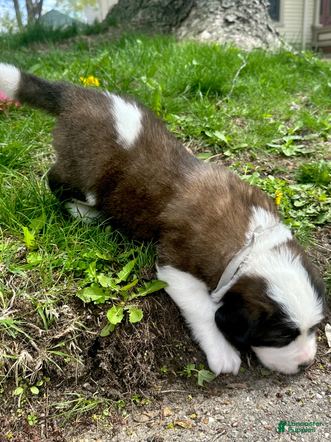 Saint Bernard dogs for sale: Reign - Ad 2