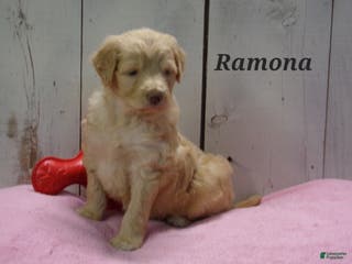 Aussiedoodle dogs Ramona - Ad 33