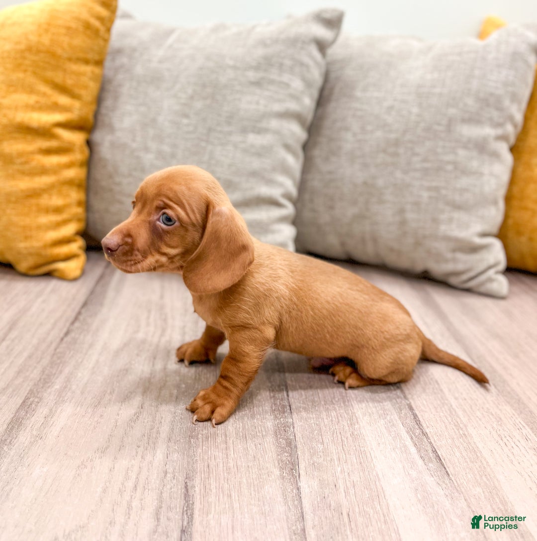 Miniature Dachshund dogs for sale: Duke - Ad 4