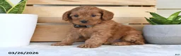 Cavapoo dogs for sale: Candy Corn - Ad 4