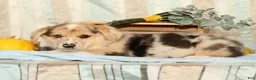 Welsh Corgi Pembroke dogs for sale: Teddy - Ad 9