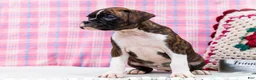 Boxer dogs for sale: Juliette - Ad 6