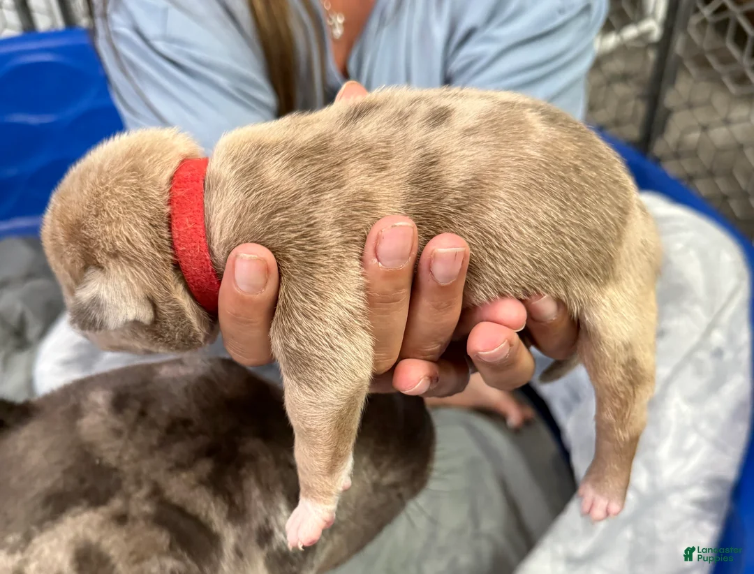 American Bully dogs for sale: Rex - XL American Bully Puppy  - Ad 2