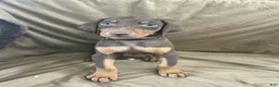 Doberman Pinscher dogs for sale: Black Collar  - Ad 3