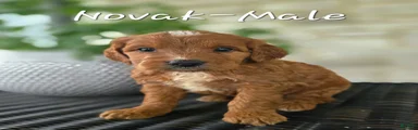 Mini Goldendoodle Puppy 4