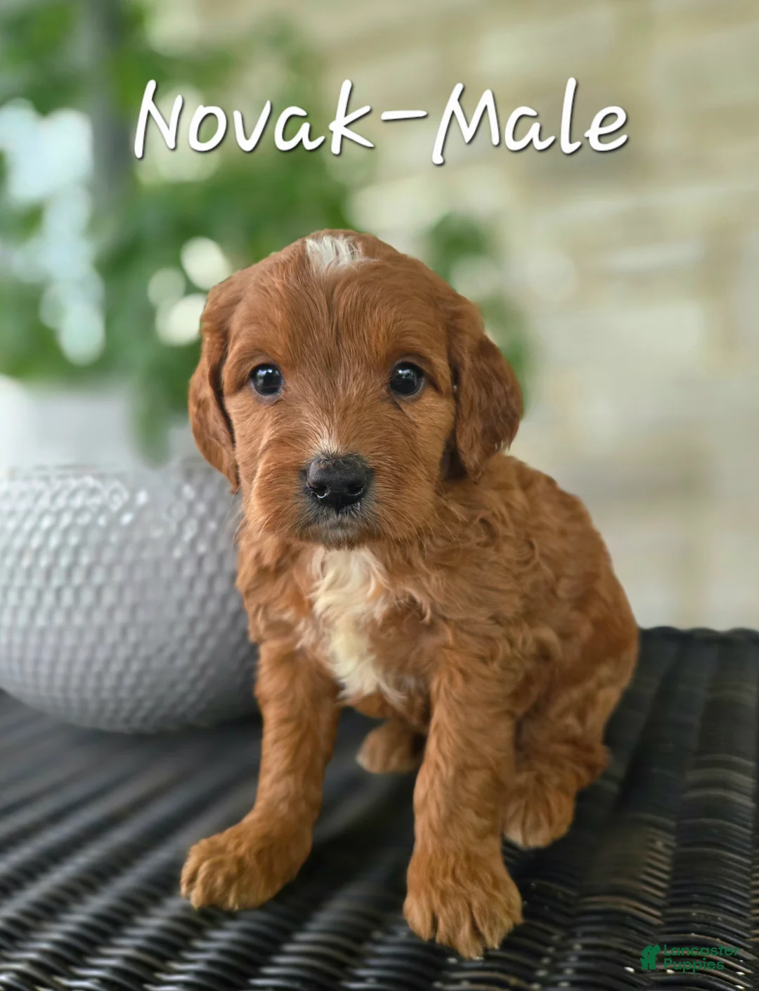 Mini Goldendoodle dogs for sale: Mini Goldendoodle Puppy 4 - Ad 1
