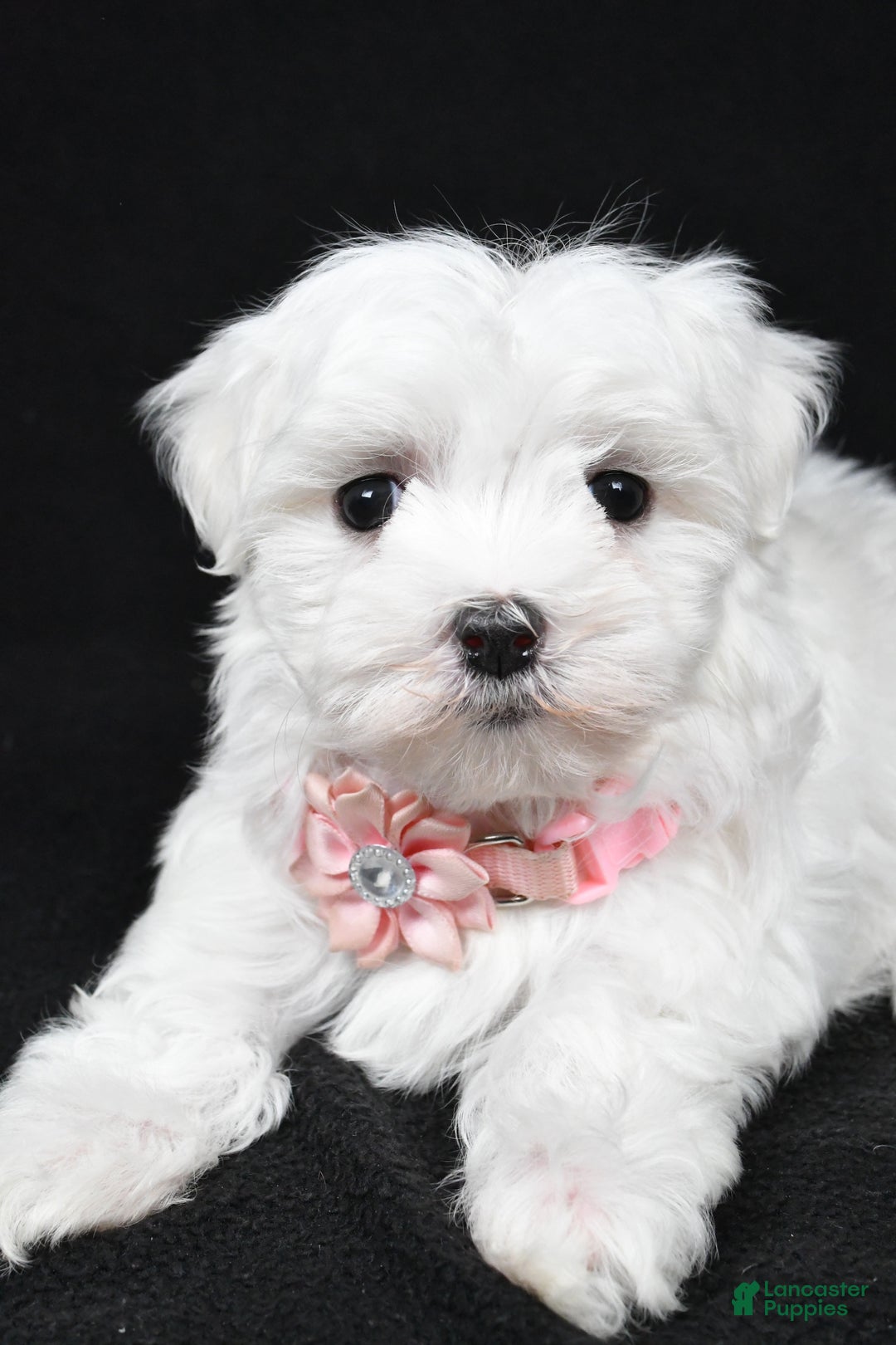 Maltese dogs for sale: Winnie - Ad 5