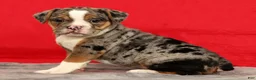 Beabull dogs for sale: Cola - Ad 5