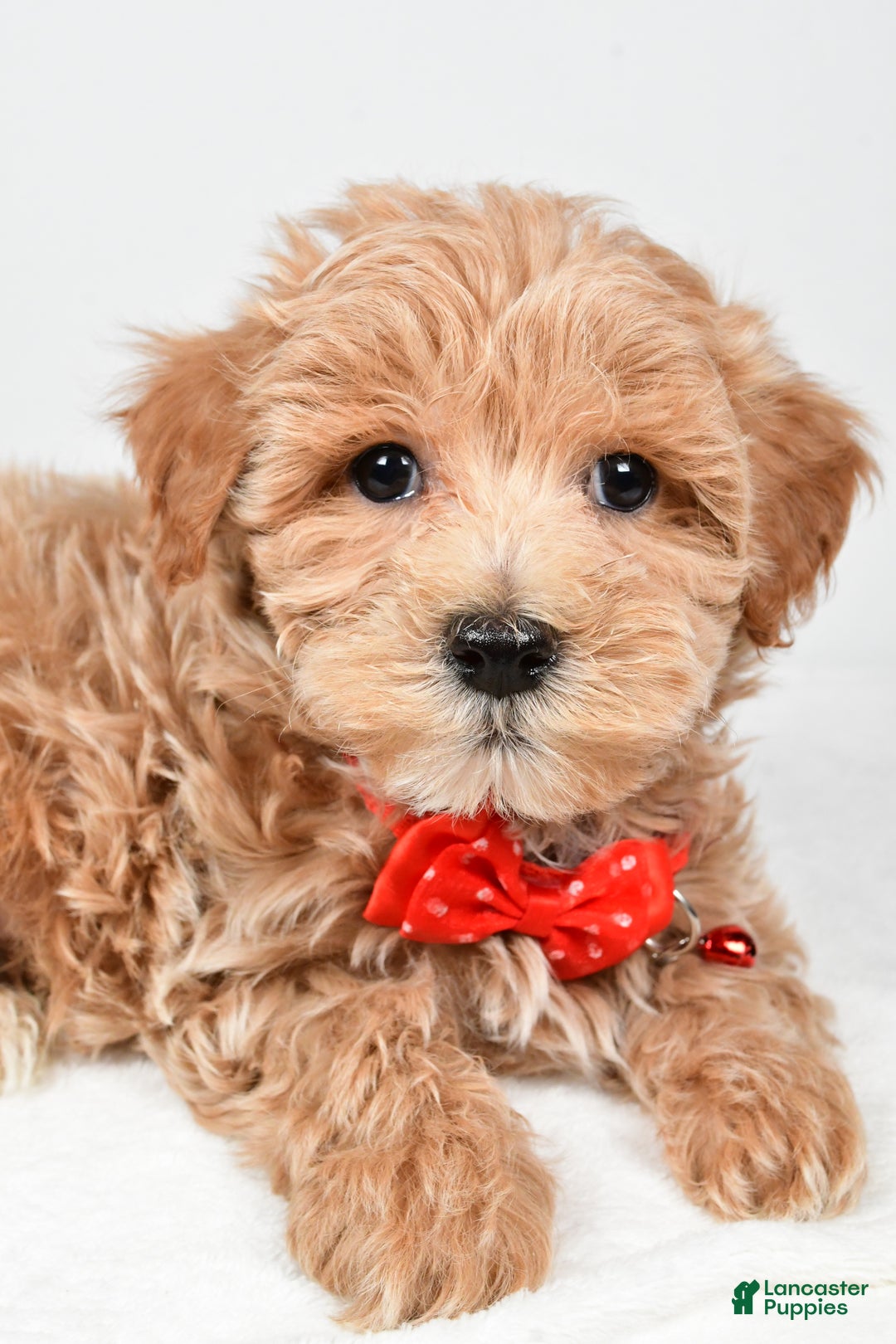 Maltipoo dogs for sale: Sparky - Ad 3
