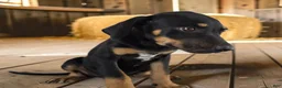 Catahoula Leopard Dog dogs for sale: Gypsie 2026 Female 4 - Ad 8