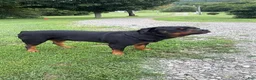 Rottweiler dogs for stud: Akc pedigree Stud - Ad 14