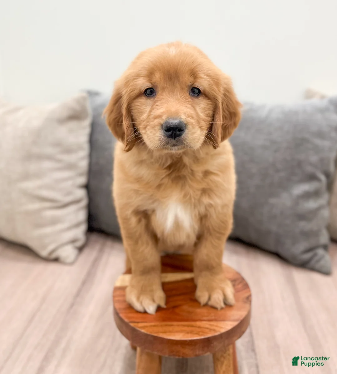 Golden Retriever dogs for sale: Mandy - Ad 2
