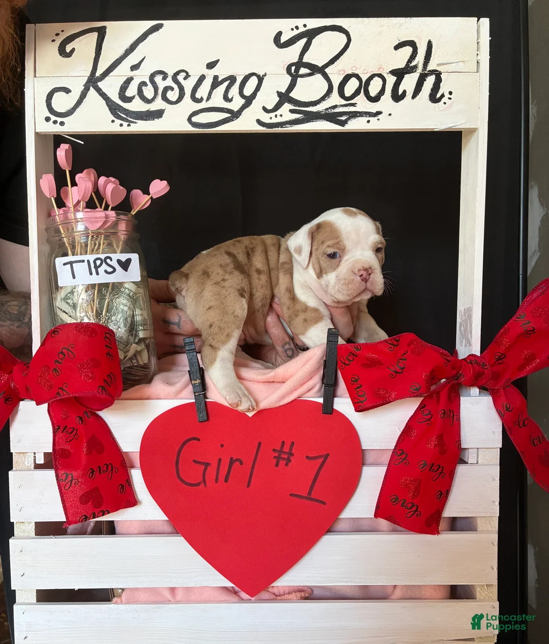 Olde English Bulldogge dogs for sale: Olde English Bulldogge Puppy 7 - Ad 11