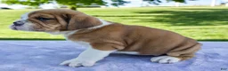 Beabull dogs for sale: Ana - Ad 5
