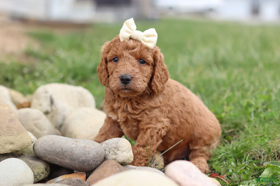 Mini Goldendoodle dogs for sale: Treva - Ad 1